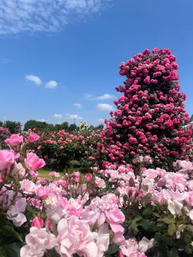 京成バラ園に投稿された画像（2026/5/15）