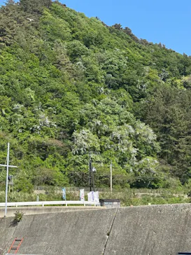 笹川流れ遊覧船 笹川流れ地魚処天ぴ屋＆海カフェに投稿された画像（2026/5/15）