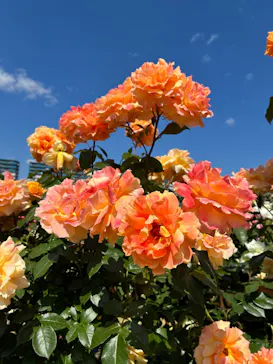 京成バラ園に投稿された画像（2026/5/15）