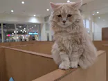 Cat Café MOFF イオンモール豊川店に投稿された画像（2026/5/15）