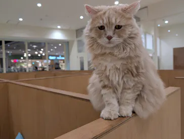 Cat Café MOFF イオンモール豊川店に投稿された画像（2026/5/15）