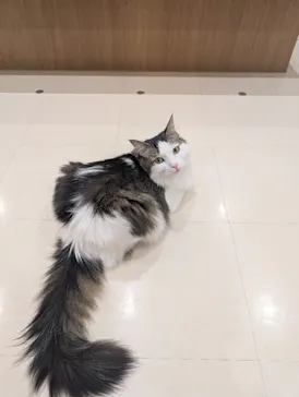 Cat Café MOFF イオンモール豊川店に投稿された画像（2026/5/15）