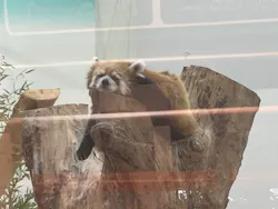アドベンチャーワールドに投稿された画像（2026/5/15）