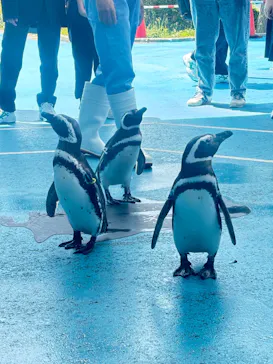 のとじま水族館に投稿された画像（2026/5/15）