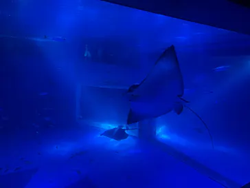 のとじま水族館に投稿された画像（2026/5/15）