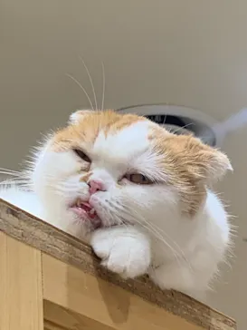 Cat Café MOFF イオンモール広島府中店に投稿された画像（2026/5/15）