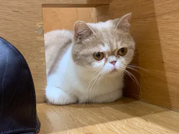 Cat Café MOFF イオンモール広島府中店に投稿された画像（2026/5/15）
