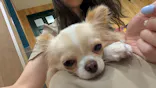 いぬカフェRio 下北沢店に投稿された画像（2026/5/15）