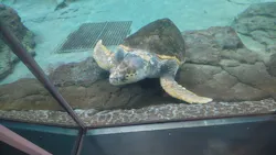 名古屋港水族館に投稿された画像（2026/5/15）
