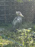 恩賜上野動物園に投稿された画像（2026/5/15）