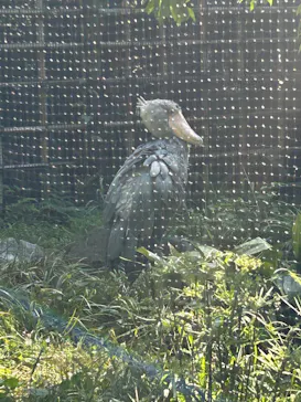 恩賜上野動物園に投稿された画像（2026/5/15）