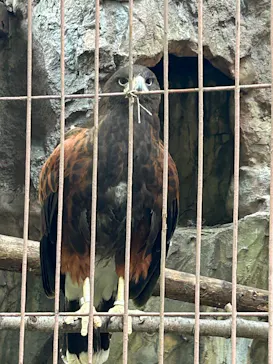 恩賜上野動物園に投稿された画像（2026/5/15）