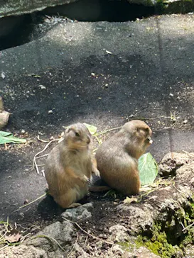 恩賜上野動物園に投稿された画像（2026/5/15）