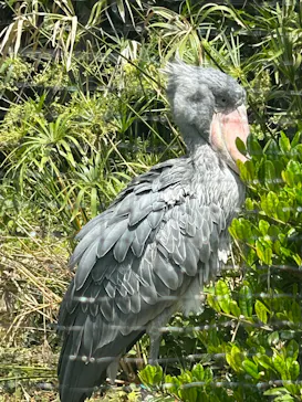 恩賜上野動物園に投稿された画像（2026/5/15）