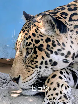 天王寺動物園に投稿された画像（2026/5/15）