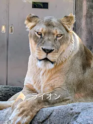 天王寺動物園に投稿された画像（2026/5/15）