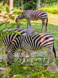 天王寺動物園に投稿された画像（2026/5/15）