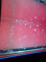 アクアワールド茨城県大洗水族館に投稿された画像（2026/5/15）
