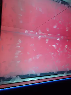 アクアワールド茨城県大洗水族館に投稿された画像（2026/5/15）