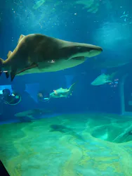 アクアワールド茨城県大洗水族館に投稿された画像（2026/5/15）