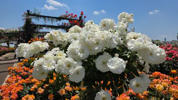 万博記念公園に投稿された画像（2026/5/16）