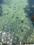 環境水族館アクアマリンふくしまに投稿された画像（2026/5/16）