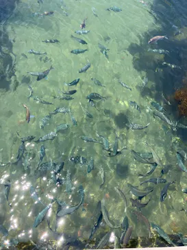 環境水族館アクアマリンふくしまに投稿された画像（2026/5/16）