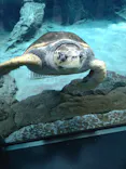 名古屋港水族館に投稿された画像（2026/5/16）