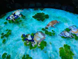 動き出す妖怪展 TOKYO 〜Imagination of Japan〜に投稿された画像（2026/5/16）