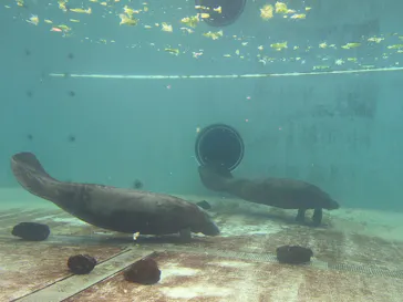 沖縄美ら海水族館に投稿された画像（2026/5/16）