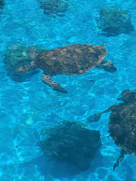 沖縄美ら海水族館に投稿された画像（2026/5/16）