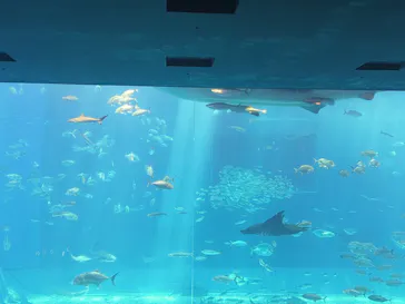 沖縄美ら海水族館に投稿された画像（2026/5/16）