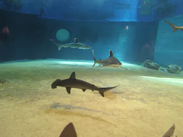 沖縄美ら海水族館に投稿された画像（2026/5/16）