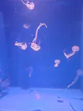 新江ノ島水族館に投稿された画像（2026/5/16）