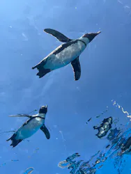 サンシャイン水族館に投稿された画像（2026/5/16）