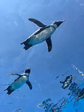 サンシャイン水族館に投稿された画像（2026/5/16）