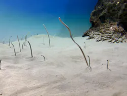 アクアワールド茨城県大洗水族館に投稿された画像（2026/5/16）