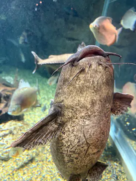 世界淡水魚園水族館　アクア・トトぎふに投稿された画像（2026/5/16）