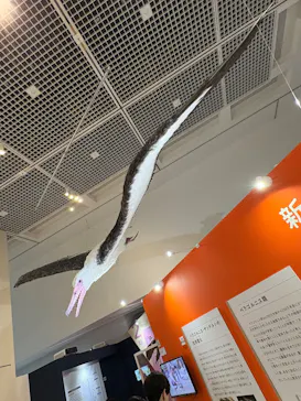 特別展「鳥 ～ゲノム解析が解き明かす新しい鳥類の系統～」に投稿された画像（2026/5/16）