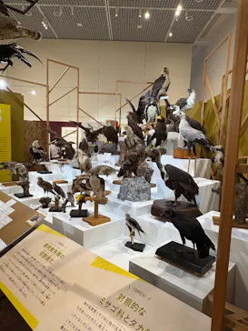 特別展「鳥 ～ゲノム解析が解き明かす新しい鳥類の系統～」に投稿された画像（2026/5/16）