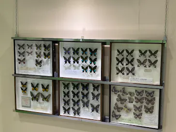 ”世界は昆虫であふれている”世界の昆虫展inえひめに投稿された画像（2026/5/16）