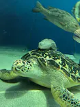 しながわ水族館に投稿された画像（2026/5/16）