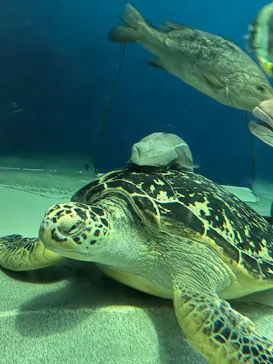 しながわ水族館に投稿された画像（2026/5/16）