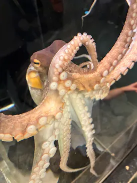 しながわ水族館に投稿された画像（2026/5/16）
