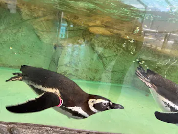 しながわ水族館に投稿された画像（2026/5/16）