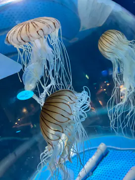 しながわ水族館に投稿された画像（2026/5/16）