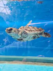 名古屋港水族館に投稿された画像（2026/5/16）