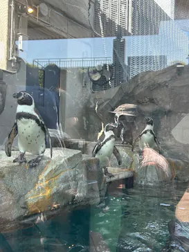 AQUARIUM × ART　atoaに投稿された画像（2026/5/16）