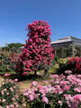 京成バラ園に投稿された画像（2026/5/16）