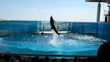 新江ノ島水族館に投稿された画像（2026/5/16）